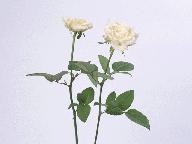识字一 2合在一起成新字